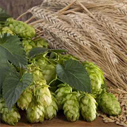 Hopfen